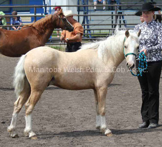 Geldings 3