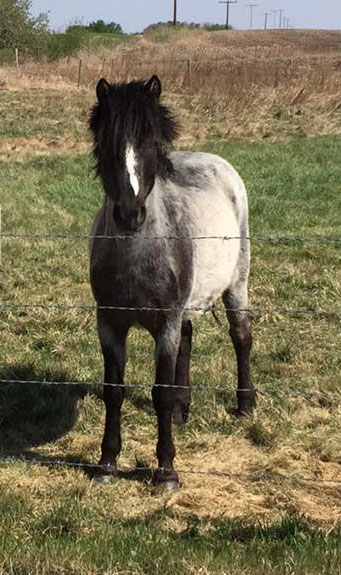 Newfoundland-Pony