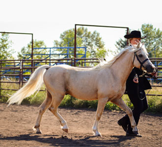 Crystal Springs Valiant Spirit